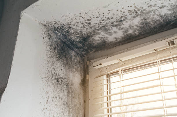 Affordable Attic Mold Remediation solutions in Pope Army Airfield, NC